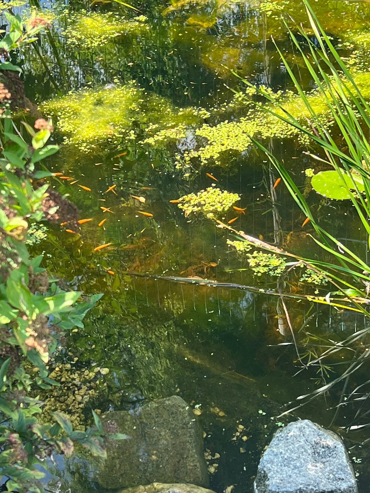 Vijvervisjes, Tuin en Terras, Ophalen, Zo goed als nieuw