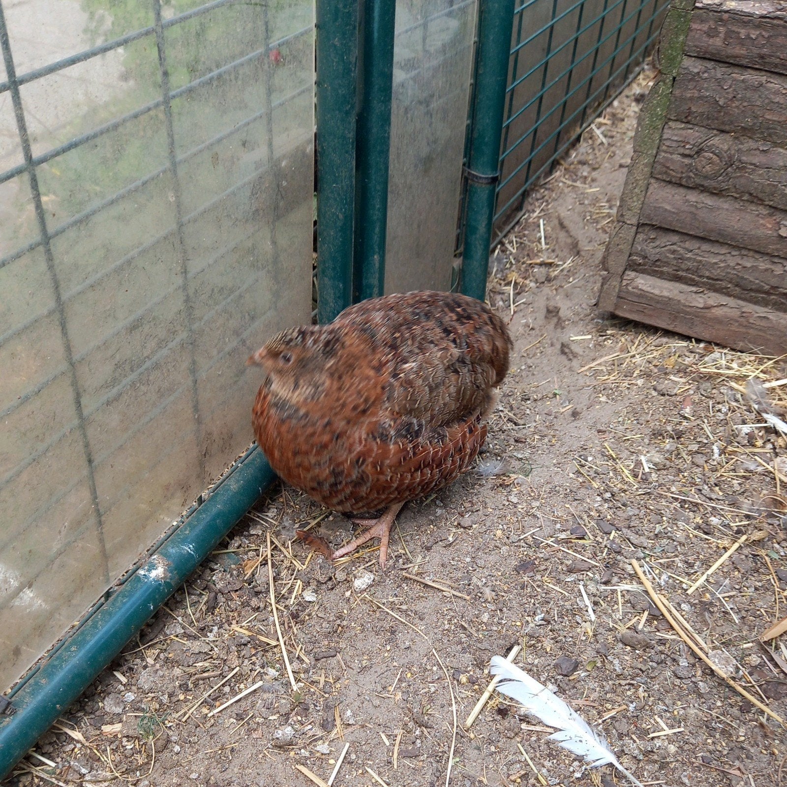 kwartel hanen, Dieren en Toebehoren, Pluimvee, Mannelijk, Overige soorten