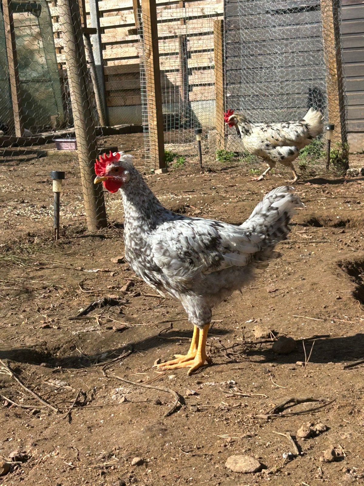 Cream legbar haantje, Animaux & Accessoires, Volatiles, Mâle, Poule ou poulet