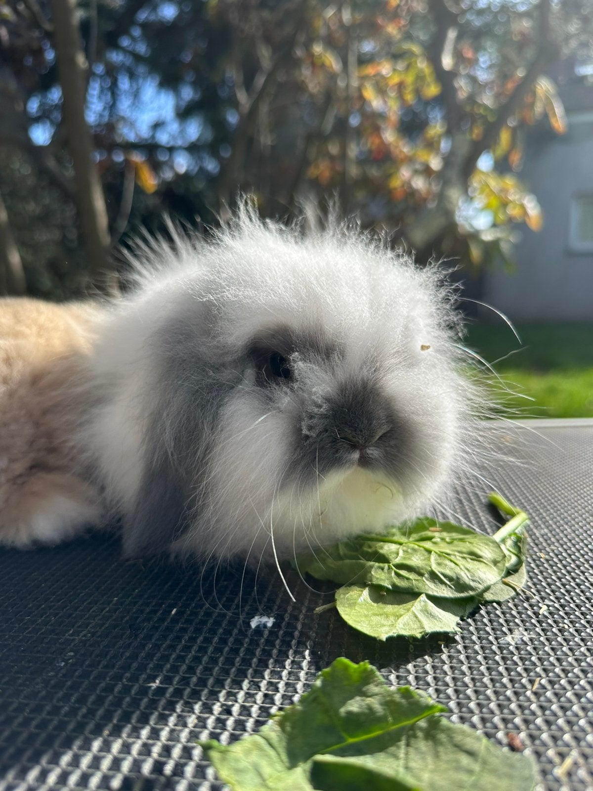 Mini lionlop rammetje, Klein, Hangoor