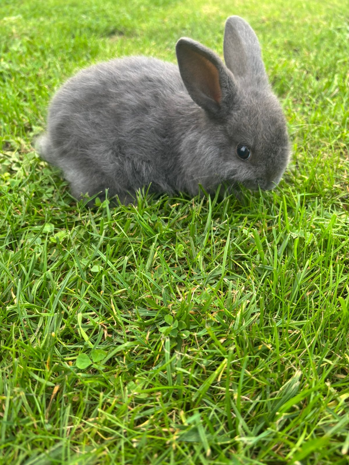 Jong dwergkonijntje te koop, Dieren en Toebehoren, Mannelijk, Dwerg, 0 tot 2 jaar