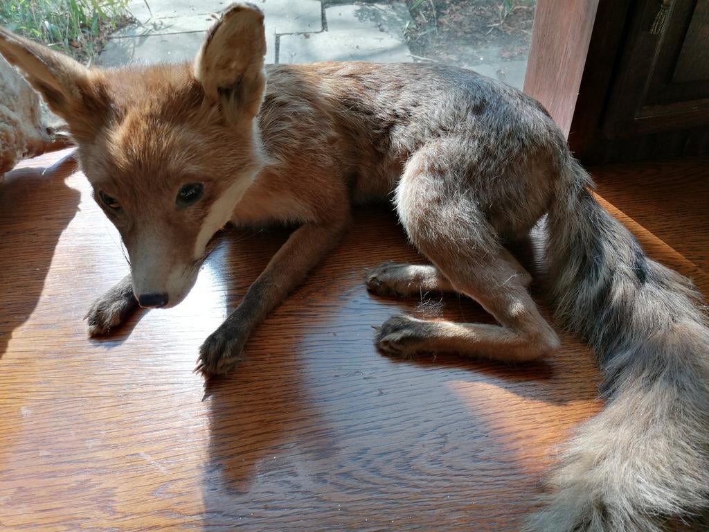 Taxidermie, opgezette vos, Ophalen, Zo goed als nieuw