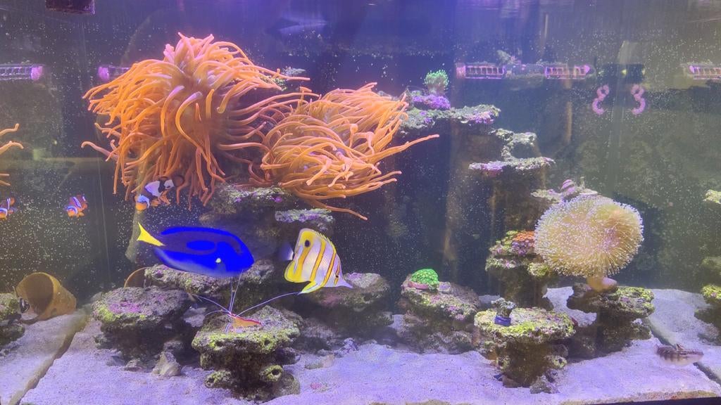 Zoutwater aquarium 250L