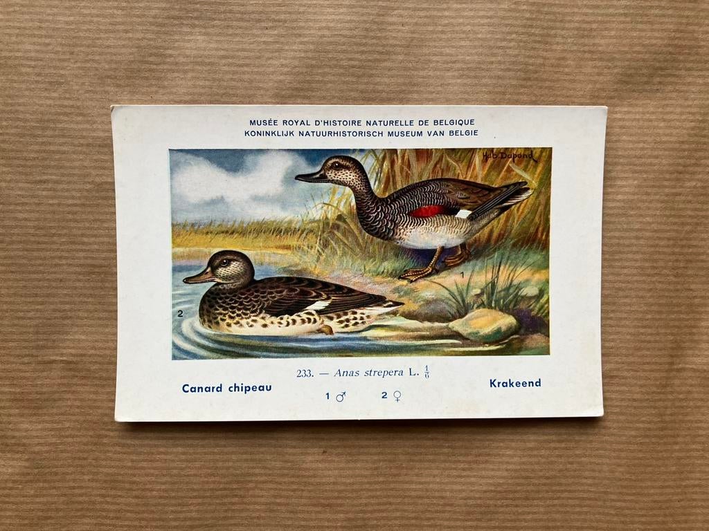 Oiseaux de la faune belge n 233 Canard chipeau, Collections, Enlèvement ou Envoi, Non affranchie, Oiseaux