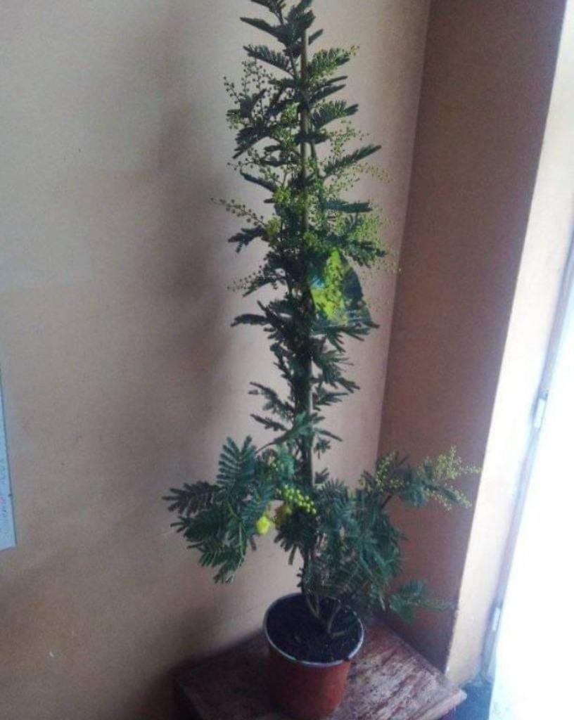 Mimosa, Ophalen