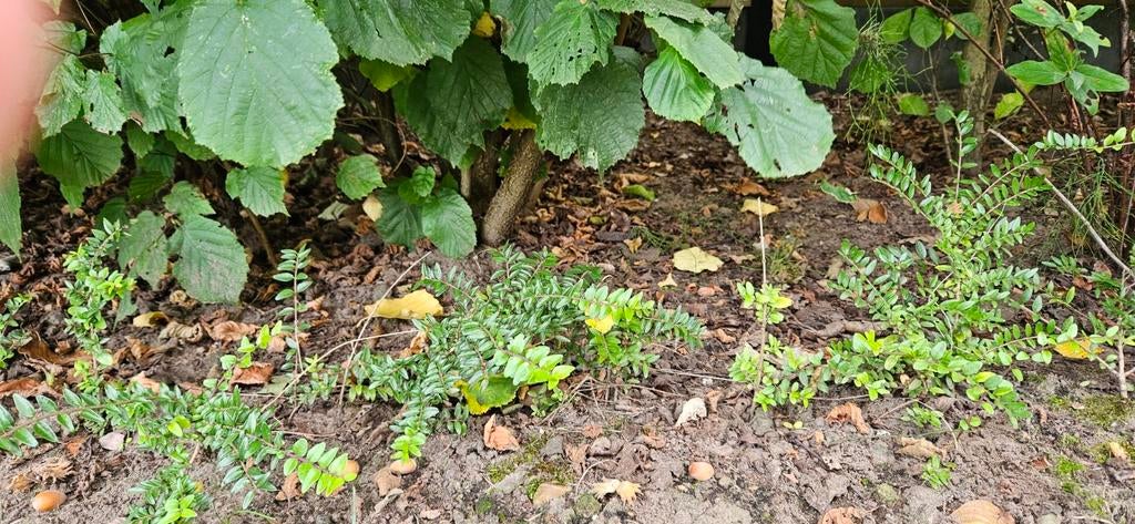 Lonicera plantjes, Tuin en Terras, Ophalen