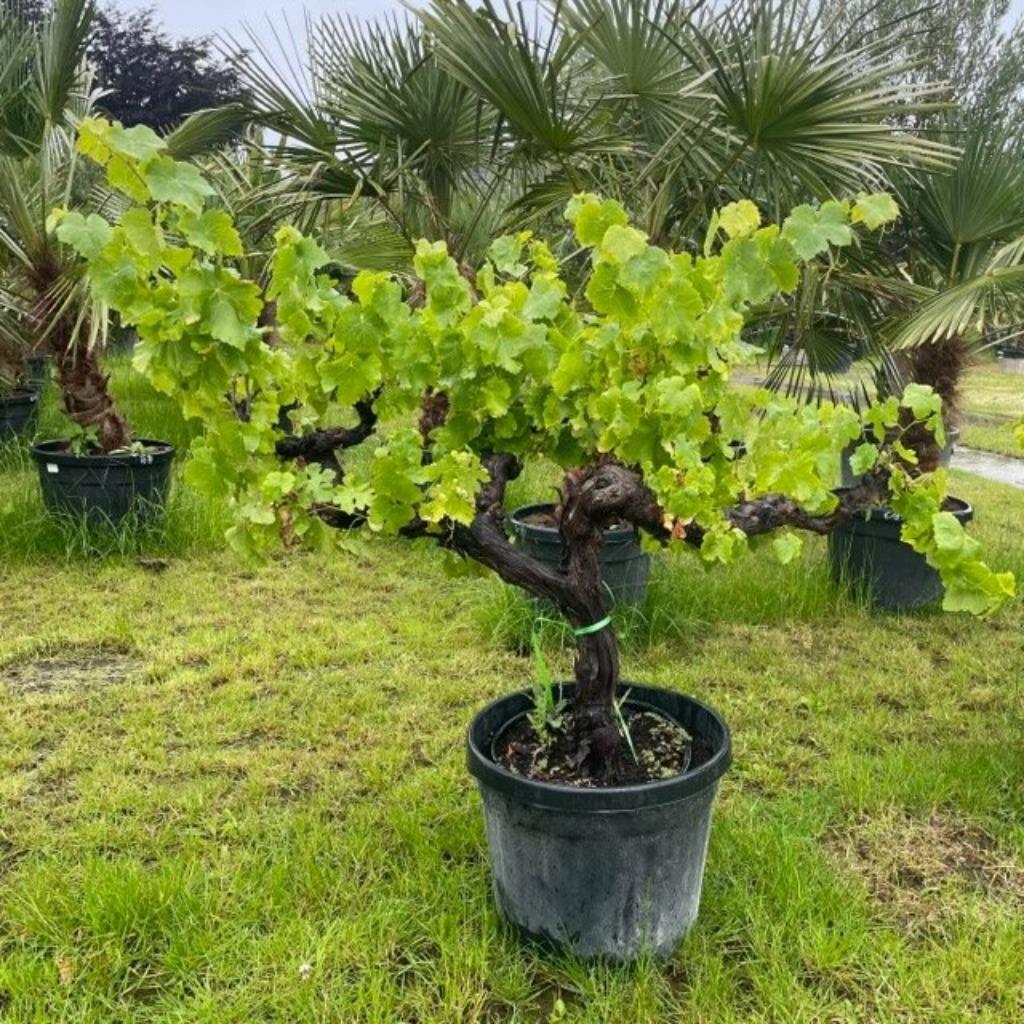 Druivelaar, Tuin en Terras, Ophalen of Verzenden, Bodembedekkers