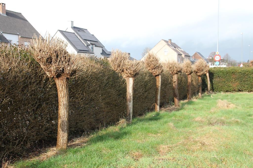 knotwilgen, Tuin en Terras, Bloeit niet, 100 tot 250 cm, Ophalen, Volle zon