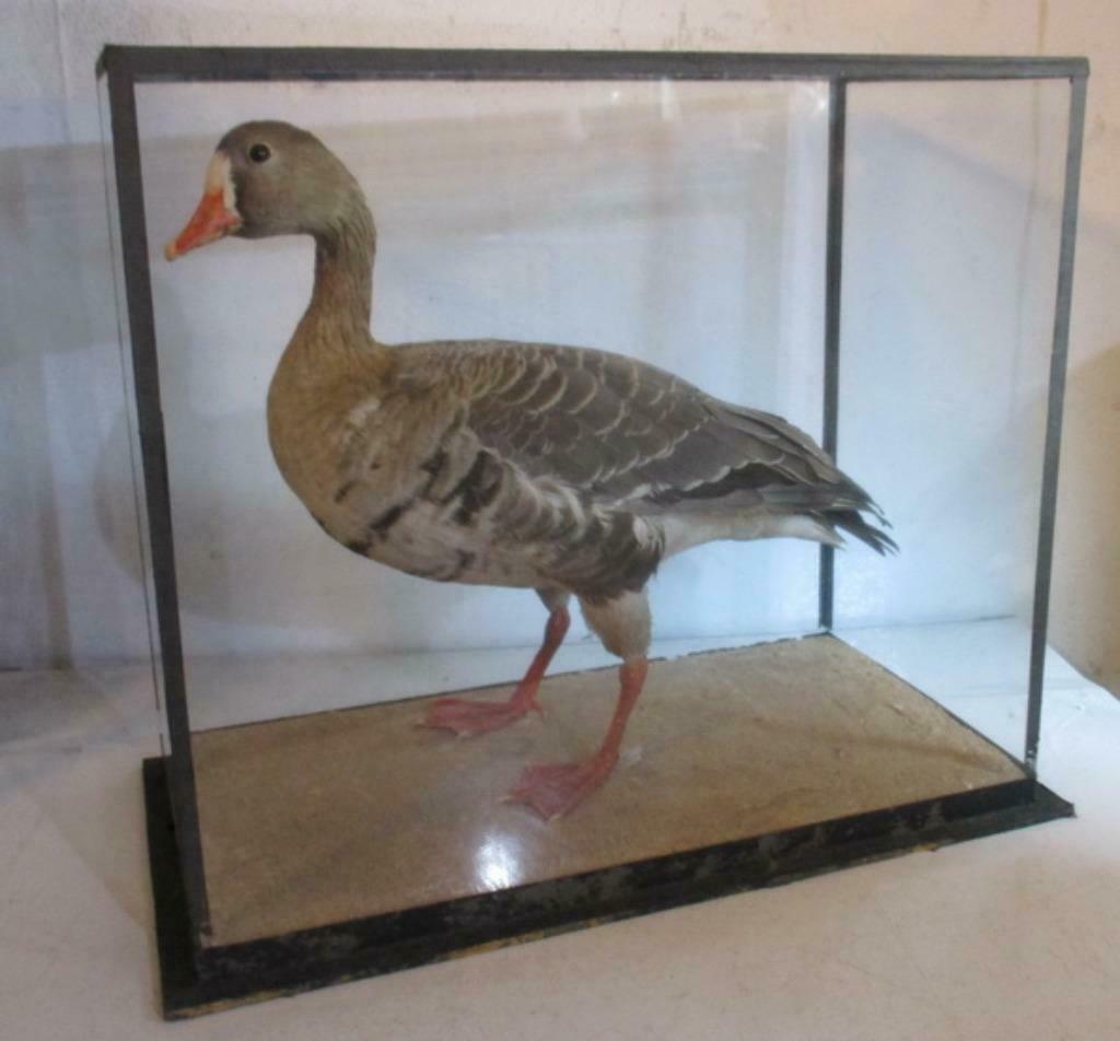 oude opgezette taxidermie gans in glazen box, Antiek en Kunst, Ophalen