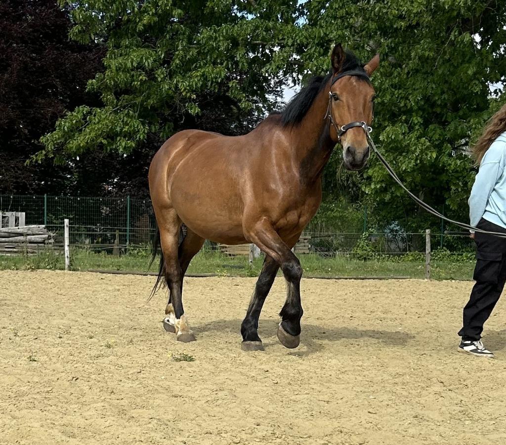Weidemaatje of therapiepaard, Dieren en Toebehoren, Gechipt, Minder dan 160 cm, Ruin, Zadelmak