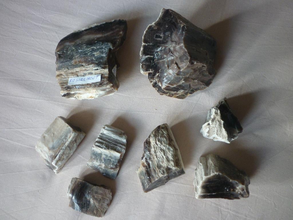 Fossiel Hout, Ophalen of Verzenden, Fossiel