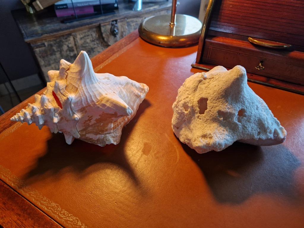 Twee grote schelpen strombus gigas, decoratie, Enlèvement ou Envoi, Coquillage(s)