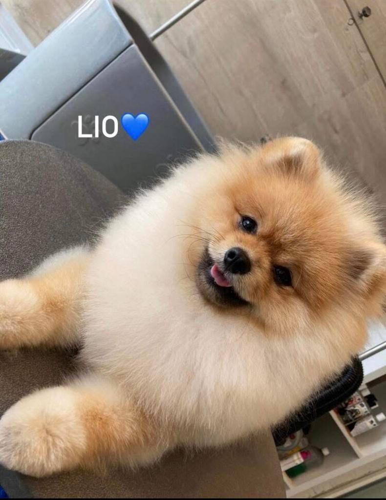 Pomeranian dekreu FCI stamboom, Fokker | Hobbymatig, Reu, 1 tot 2 jaar, Buitenland