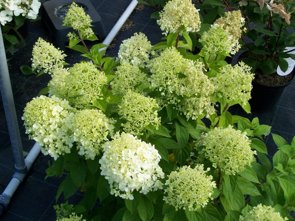 Hydrangea Limelight, Enlèvement