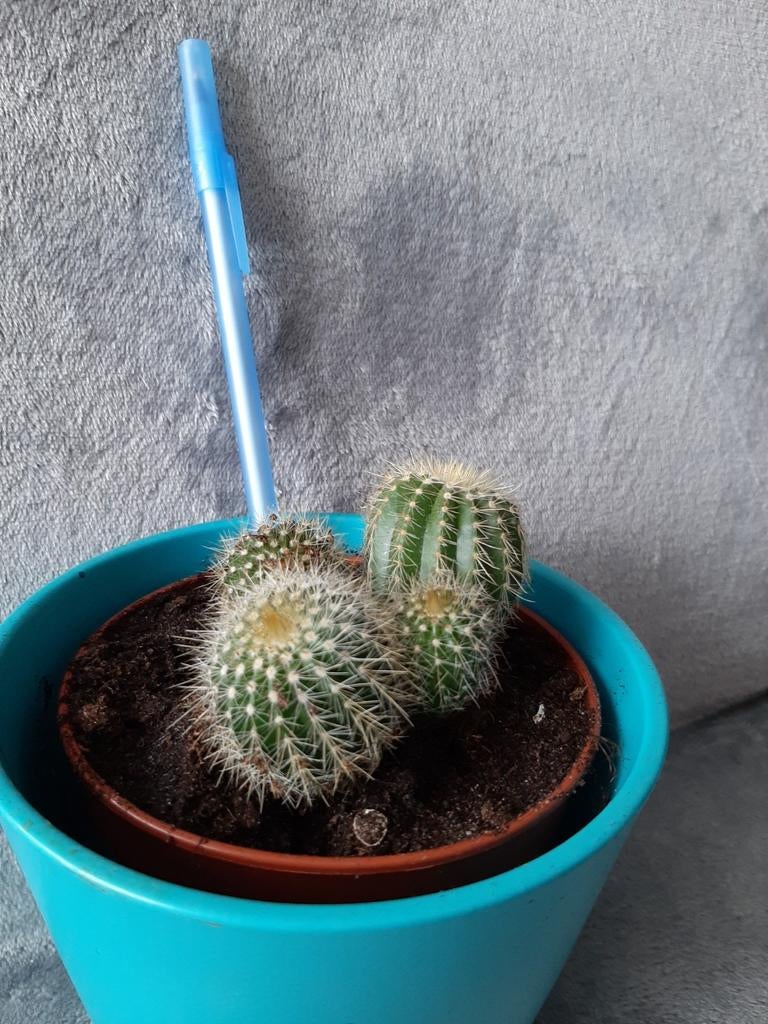 Cactus (sans le cache pot), Cactus