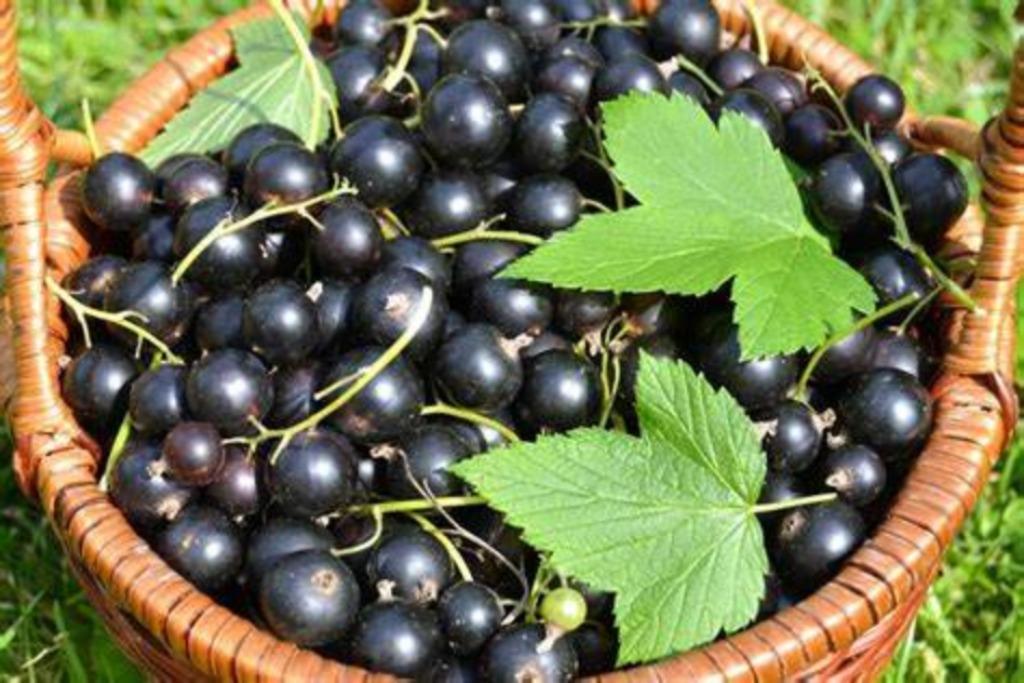 ARBUSTES DE GROSEILLES DE CASSIS, 80/100 cm, 5 pour 15€, Enlèvement ou Envoi, Printemps, Plante fixe, Plantes fruitières