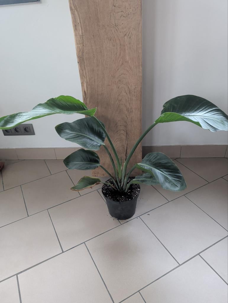 Plante oiseau du paradis Strelitzia nicolai, Enlèvement, Moins de 100 cm