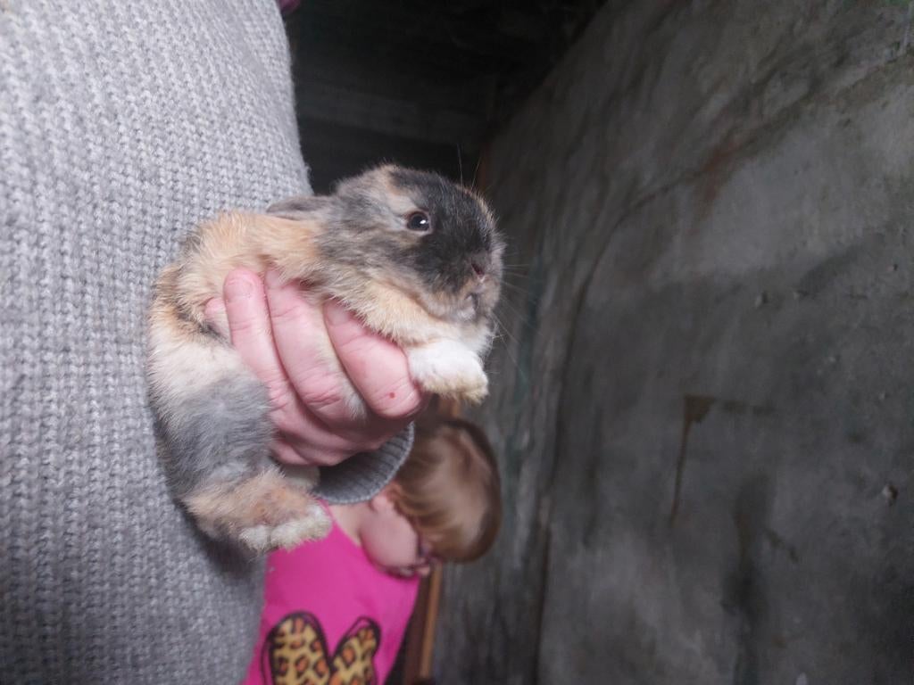 Dwergkonijntjes, Middelgroot, 0 tot 2 jaar
