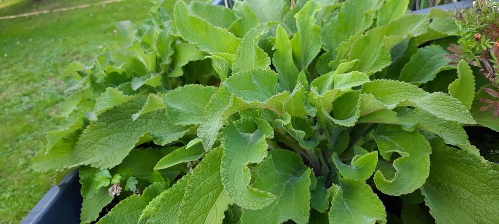 Vingerhoeds en koningskaars plantjes, Ophalen