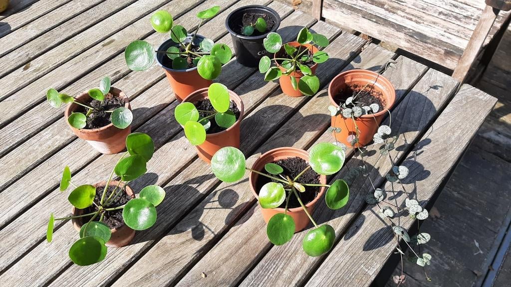 Petites plantes - pilea ou chaîne de cœur - OK 2026! 😍, Maison & Meubles, Plantes d'intérieur, Enlèvement