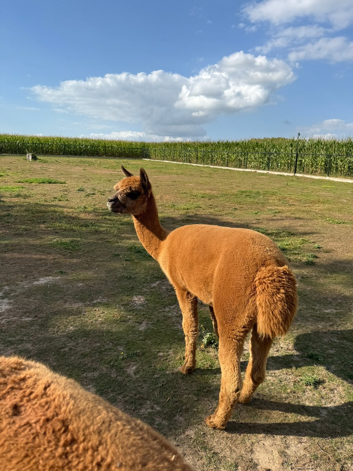 Alpaca dekhengst, Animaux & Accessoires, Animaux Autre, Mai, Mâle