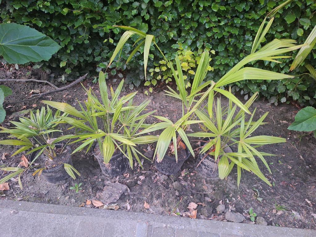 winterharde palmbomen (Trachycarpus fortunei)., Jardin & Terrasse, Plantes | Arbres, Enlèvement ou Envoi, En pot, Moins de 100 cm