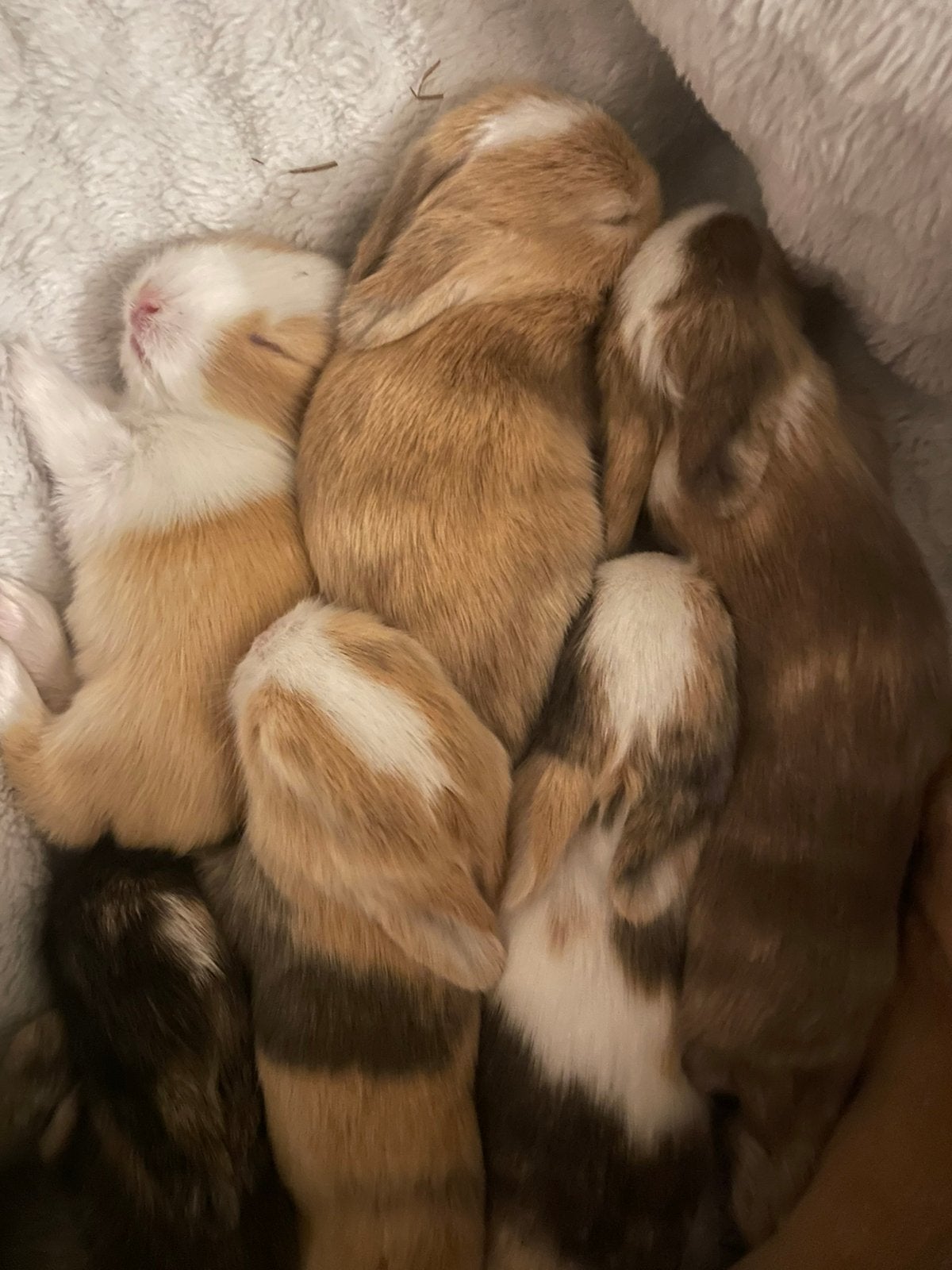 Baby Dwergkonijntjes, Dieren en Toebehoren, Geslacht onbekend, Dwerg, 0 tot 2 jaar