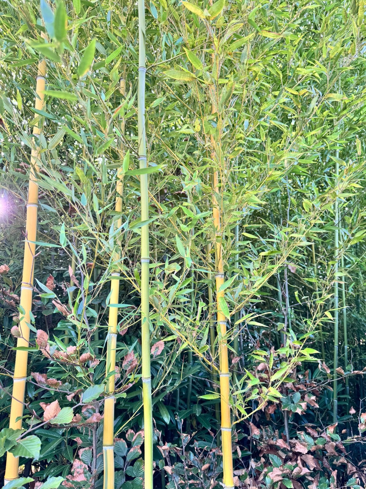 Bamboe Phyllostachys aureosulcata 'Spectabilis' GRATIS, Ophalen, Vaste plant, Siergrassen, Volle zon