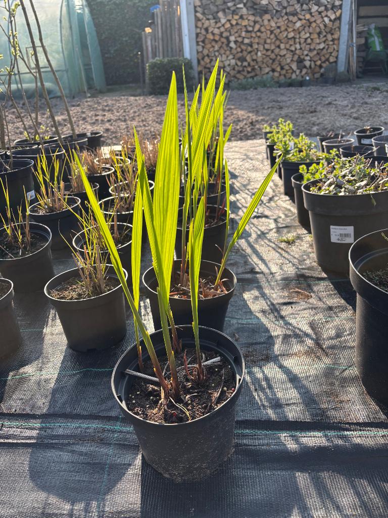 Crocosmia, Tuin en Terras, Ophalen