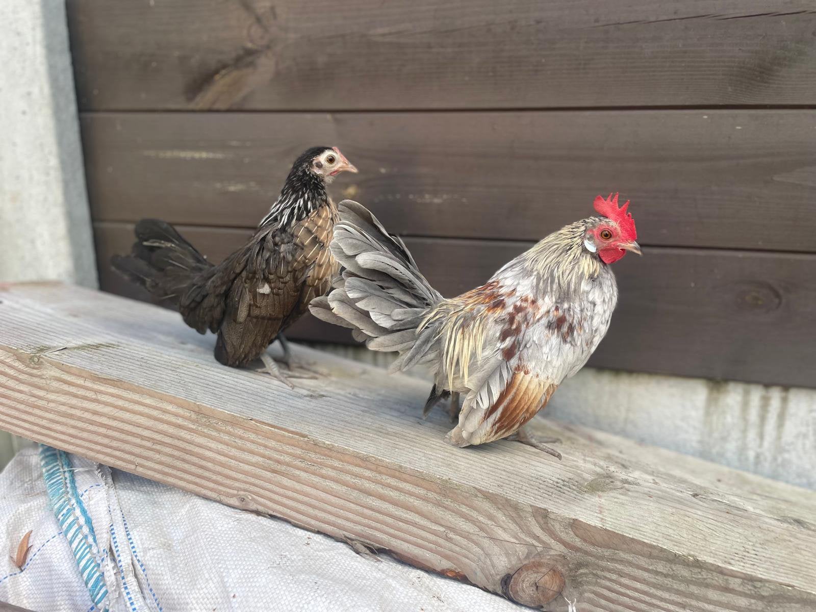 Koppel jonge Hollandse krielen, Dieren en Toebehoren