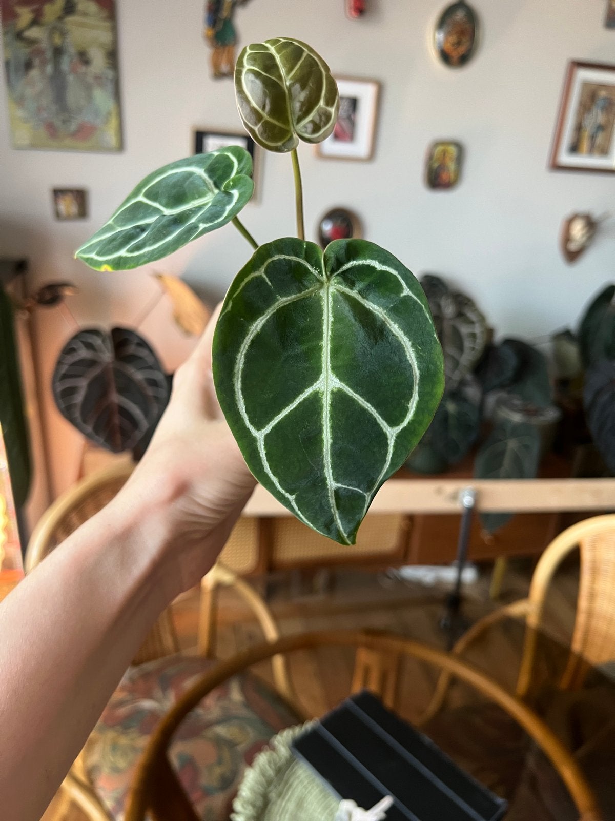 Anthurium dark crystallinum, Huis en Inrichting, Kamerplanten, Ophalen of Verzenden