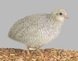 Chinese dwergkwartels - ook losse hennen, Plusieurs animaux, Oiseau tropical