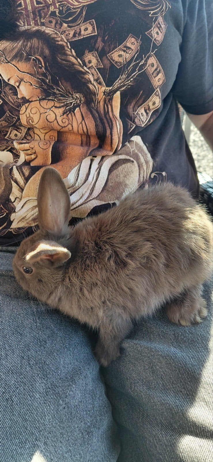 Konijn, Dieren en Toebehoren, Konijnen