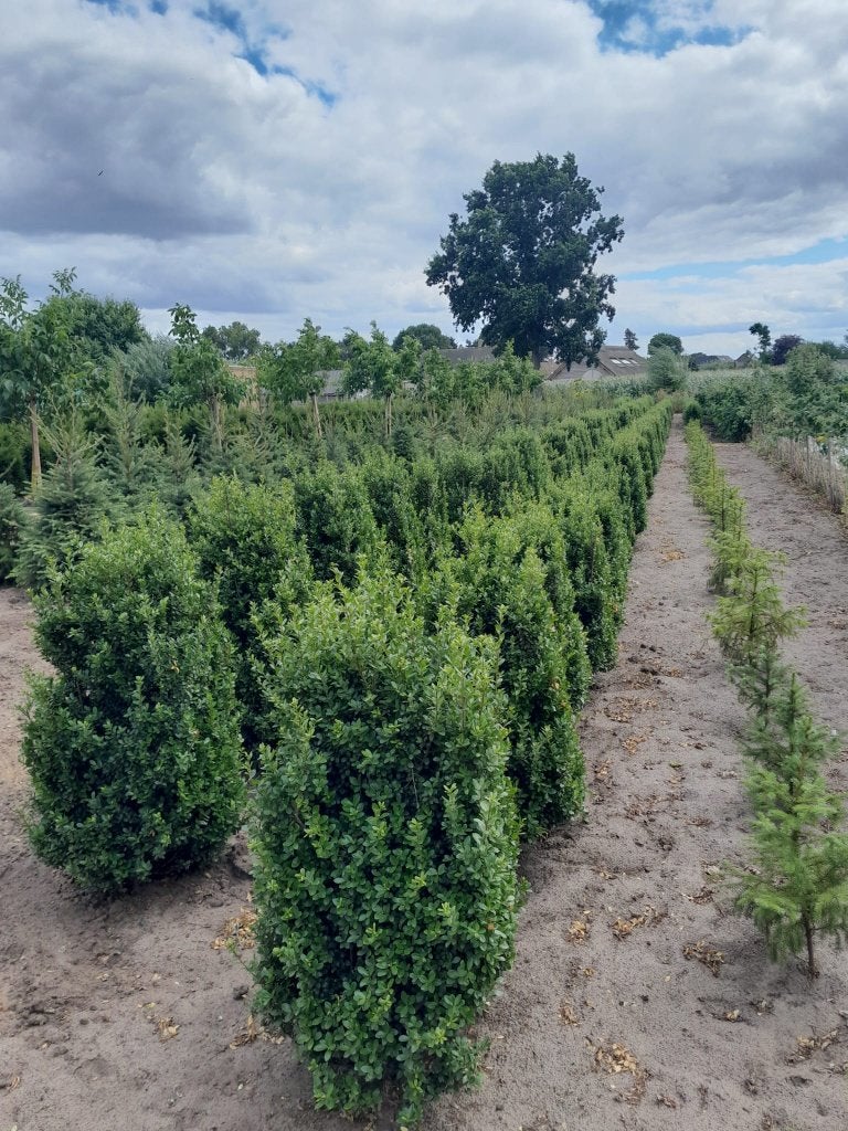 Japanse hulst- Ilex Crenata Green Hedge (100 cm hoog), Ophalen, Hulst, Haag