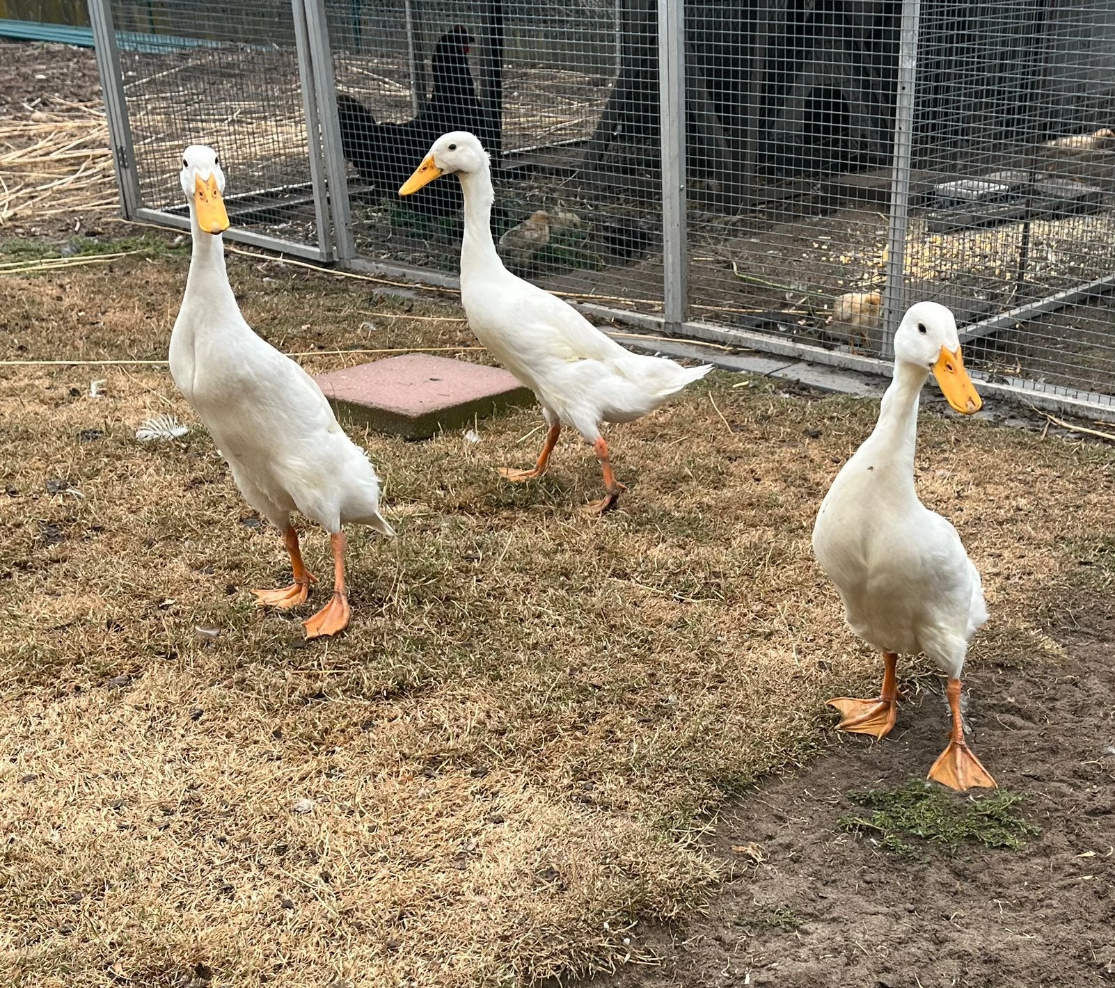Witte loopeenden zoeken een nieuwe thuis.