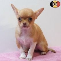 Chiots Chihuahua à vendre - Petits formats, grand caractère, Commerçant, 8 à 15 semaines, Plusieurs, Chihuahua