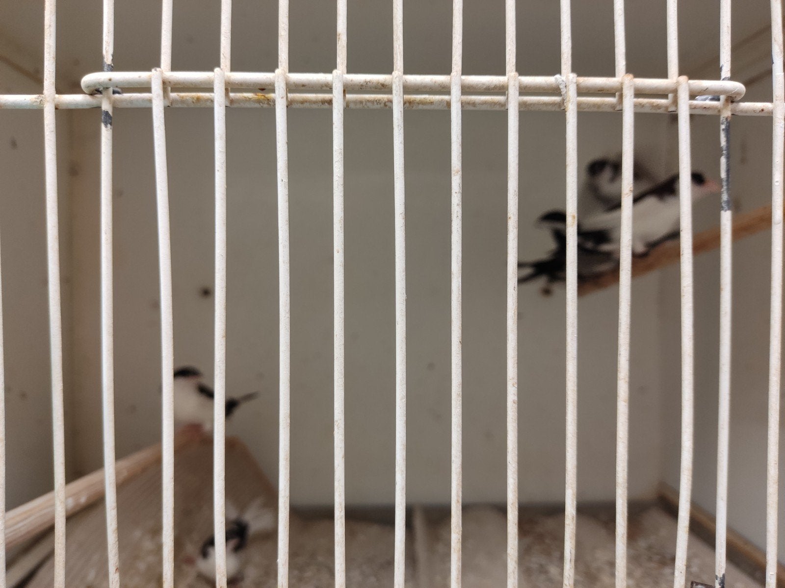 Japanse meeuwen bont 5€ per vogel, Dieren en Toebehoren