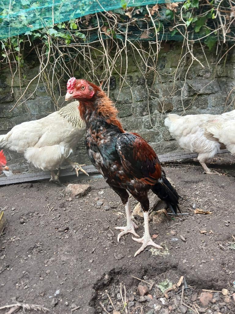 Shamo aseel haan te koop, Mannelijk, Kip