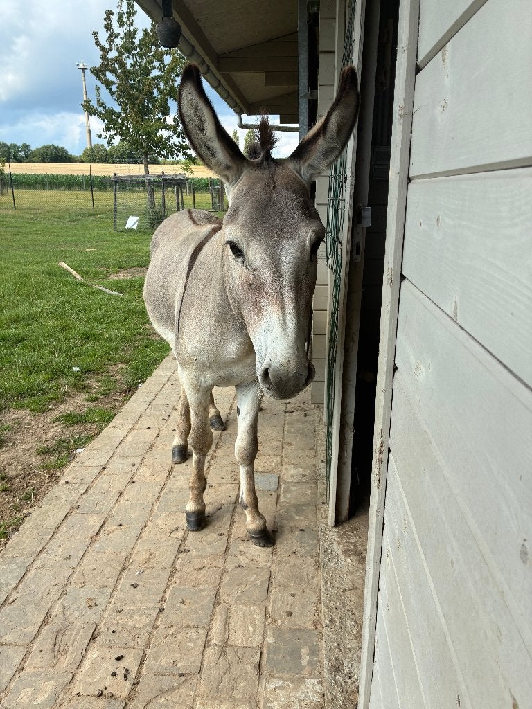 dieren, Animaux & Accessoires, Volatiles, Mâle, Autres espèces