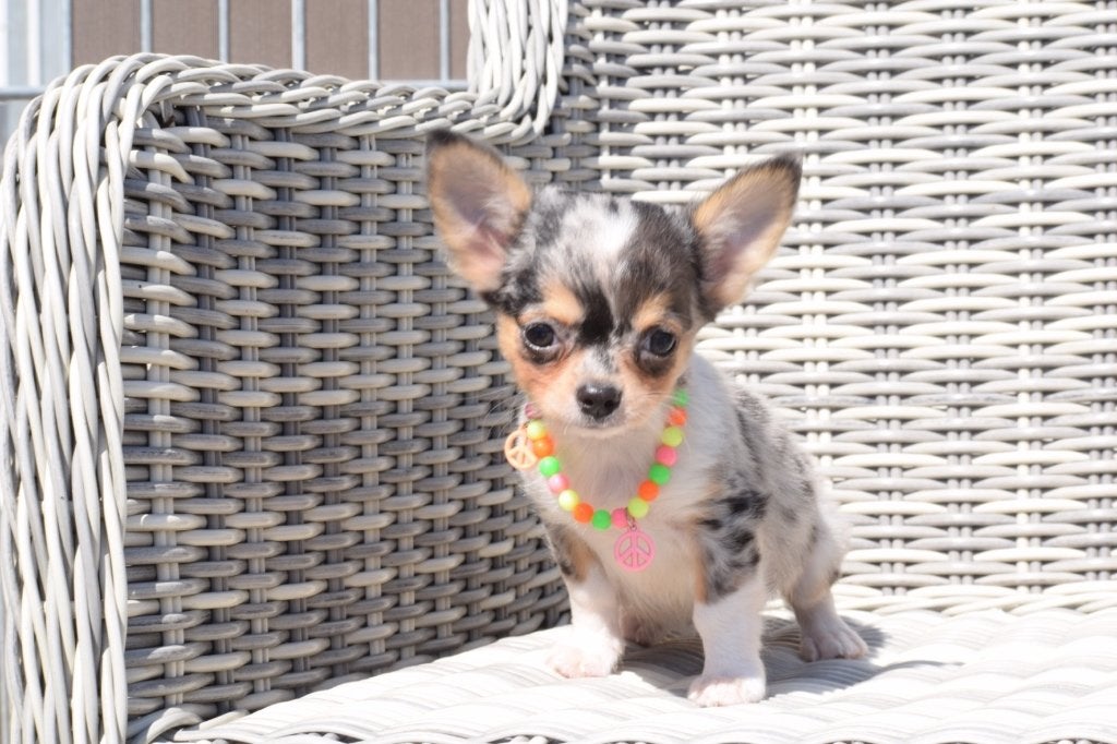 Chiots chihuahua, nouvelles portées, 15 semaines à 1 an, Plusieurs animaux, Éleveur | Professionnel, Plusieurs