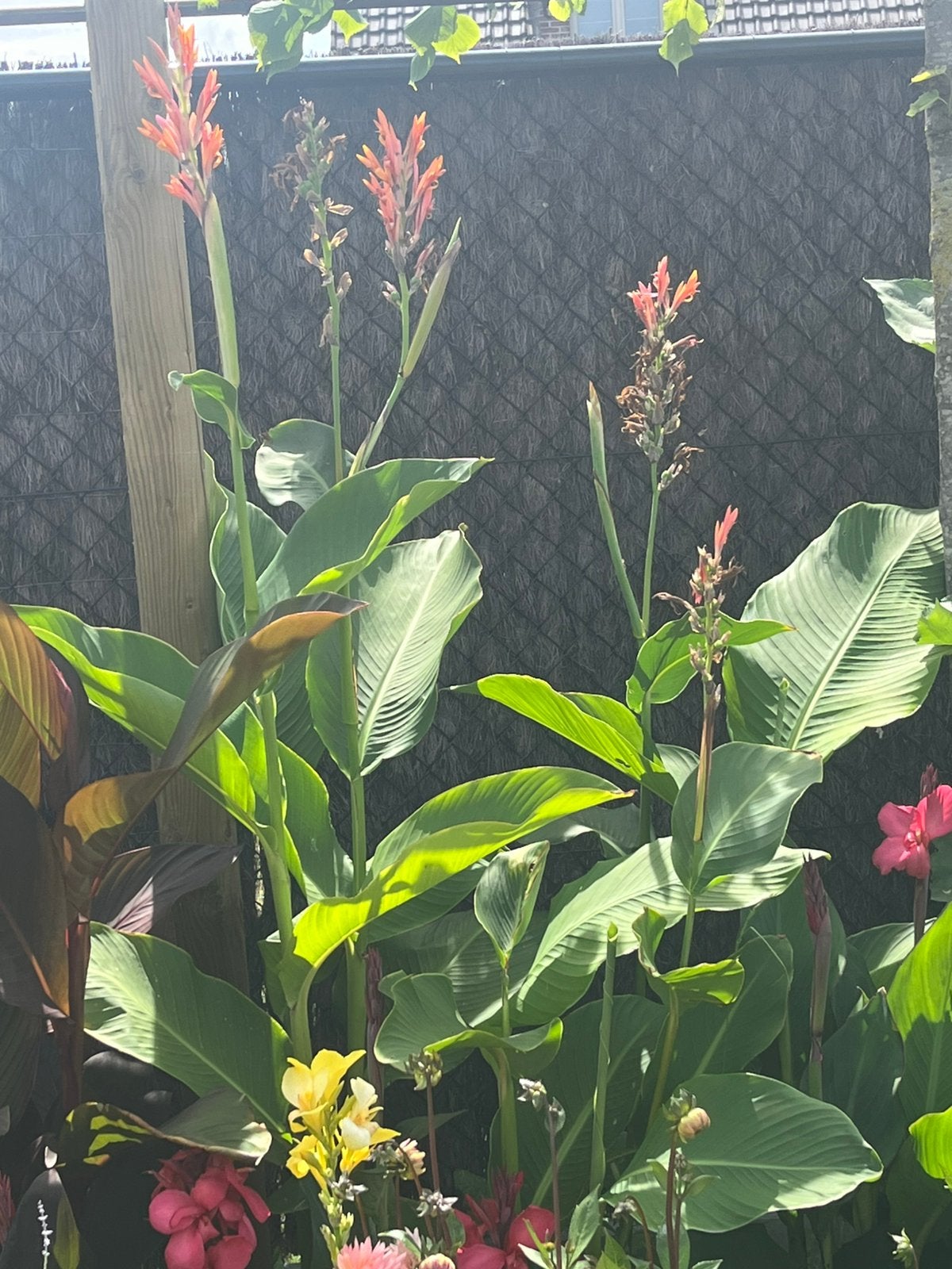 Canna altensteini, Jardin & Terrasse, Enlèvement
