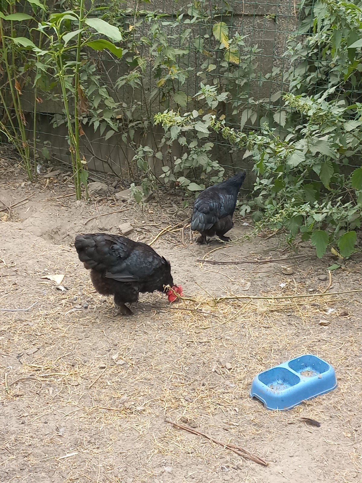 Leghen, Dieren en Toebehoren, Pluimvee, Vrouwelijk, Kip