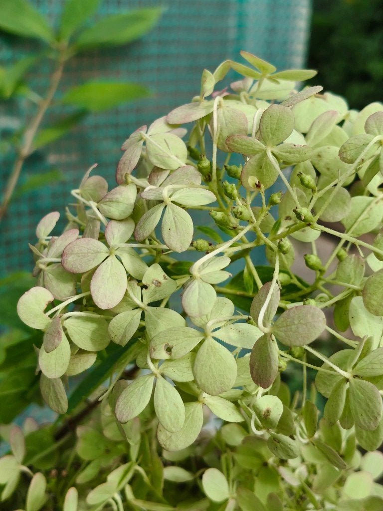 Hydrangea paniculata 'Limelight', Jardin & Terrasse, Enlèvement, Été, Plante fixe, Mi-ombre