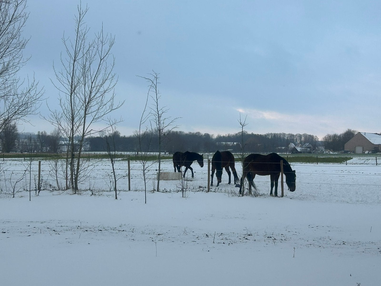 Gezocht: 3 tot 6 jarige grote merrie +170 wandelpaard, Dieren en Toebehoren, Merrie, Gechipt, Zadelmak, Recreatiepaard