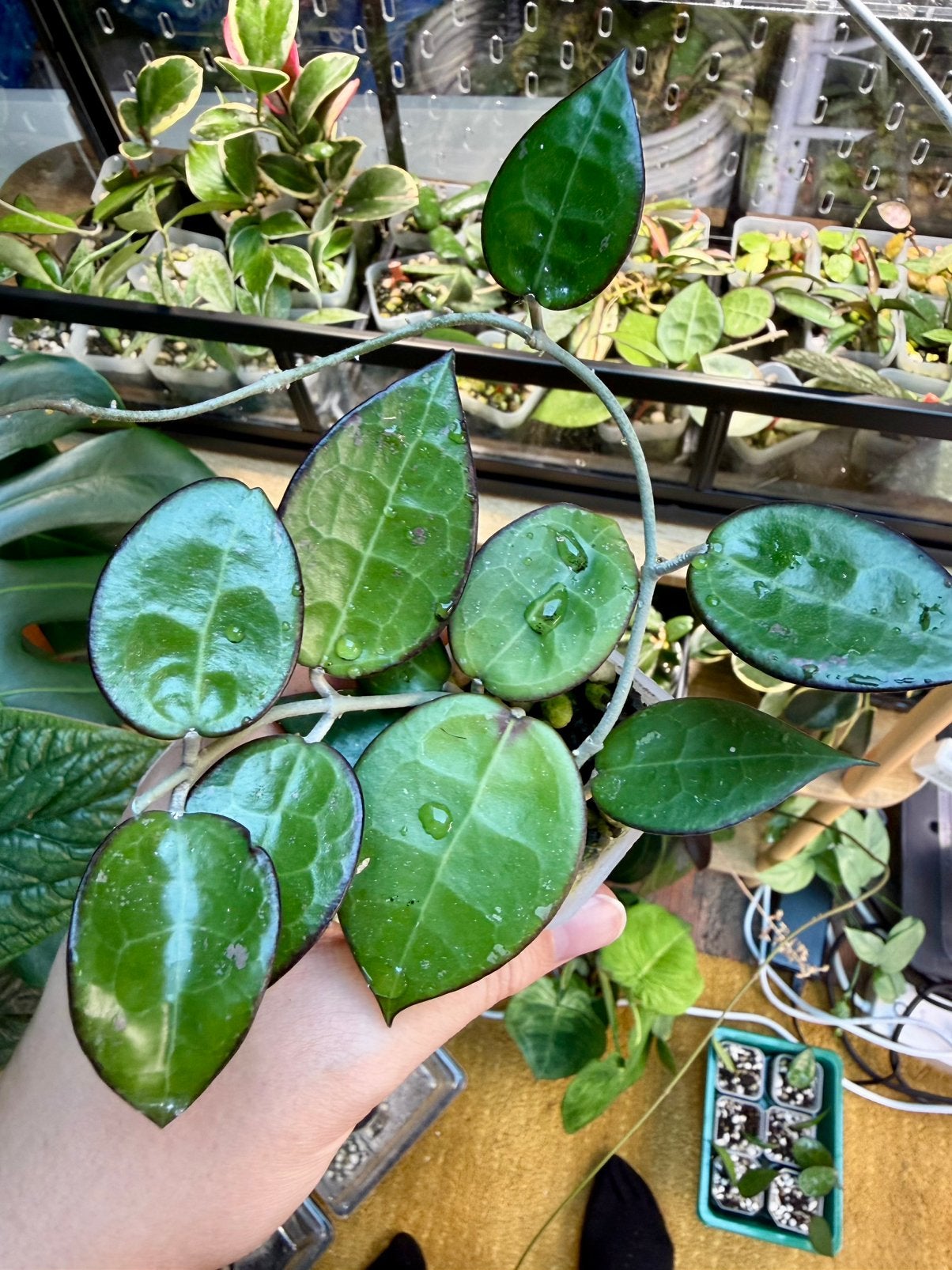 Hoya parasitica black margin, Ophalen of Verzenden