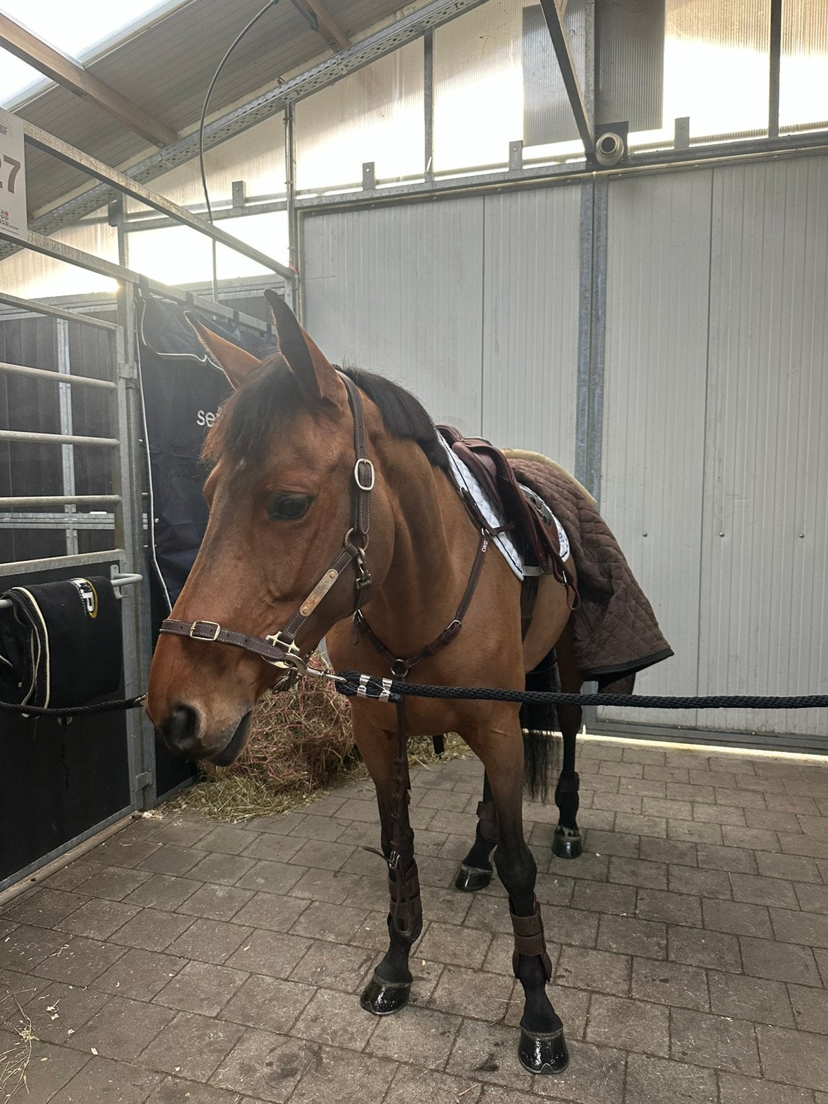 Sportieve merrie van 2018, Merrie, Springpaard, Met stamboom, 7 tot 10 jaar