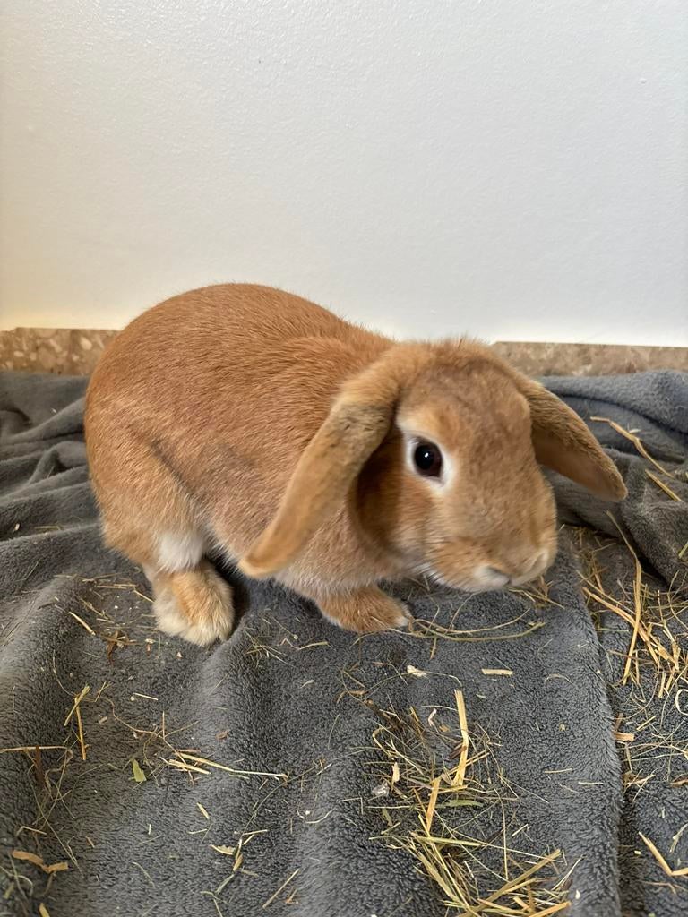 Konijn mini lop 8 maanden oud+ looptunnel+ waterfles, Vrouwelijk, Klein, Hangoor, 0 tot 2 jaar