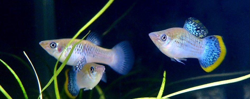 Poecillia Mexicana levendbarende, Dieren en Toebehoren, Vis, Zoetwatervis