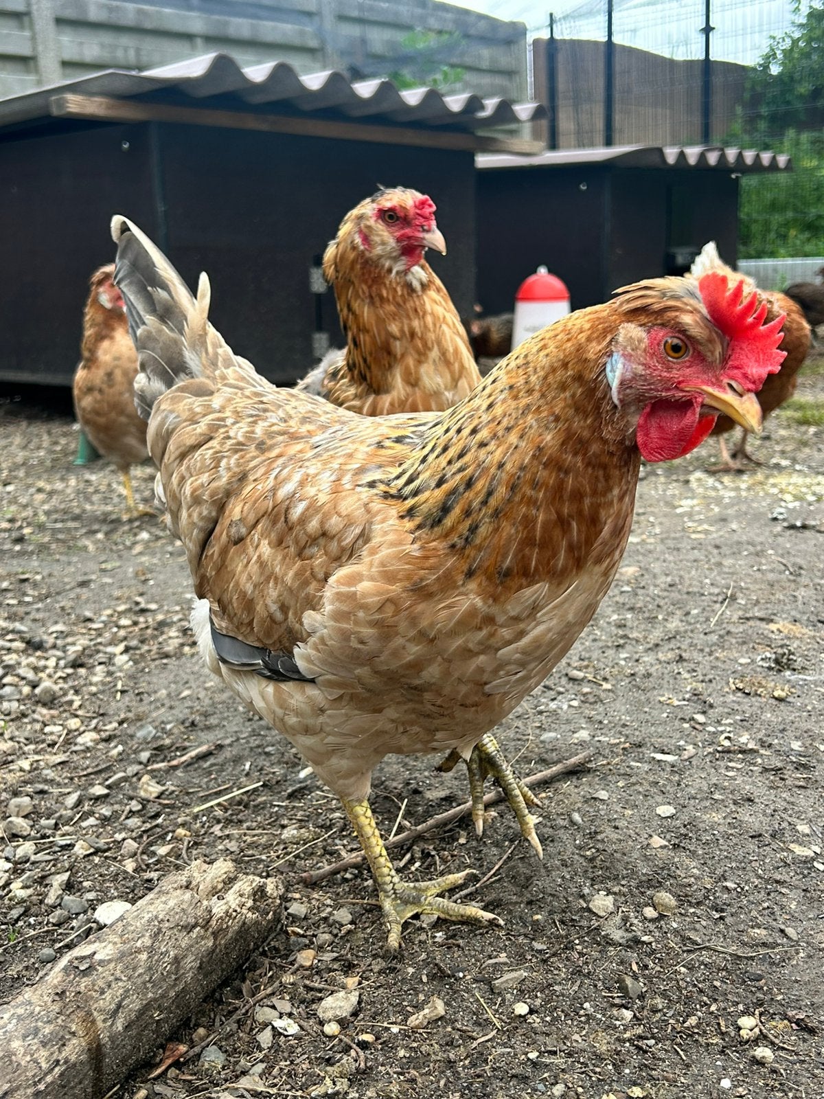 Groenleggers hennen, Dieren en Toebehoren, Pluimvee