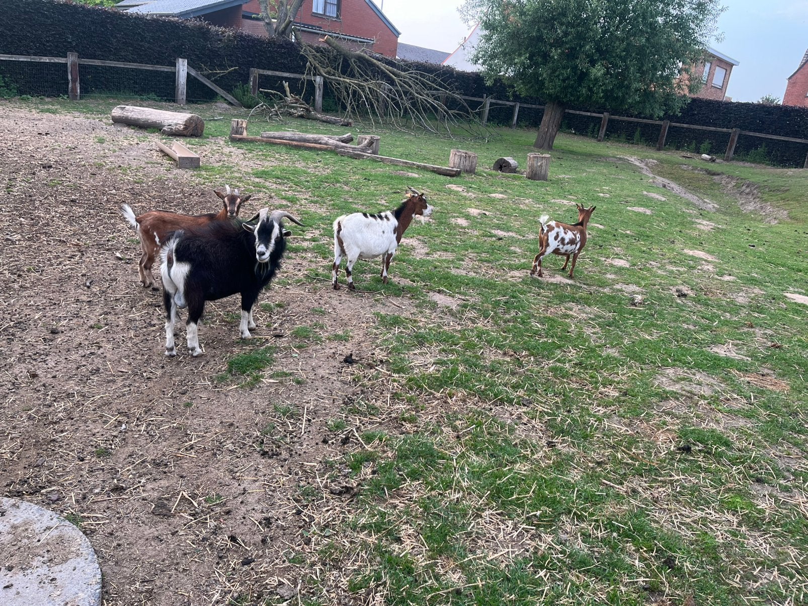 Drachtige miekes, Dieren en Toebehoren
